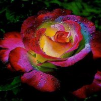 Dark Rainbow Rose