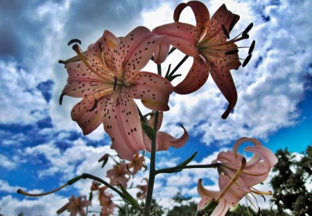 Brave Pink Lilies - clouds, lilies, summer, blue, pink, flowers, nature, garden, sky