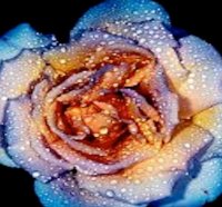 Rose Touched by Dew