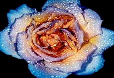 Rose Touched by Dew - blue, burnt, wet, colorful, dew, rain, rose, pale, pastel