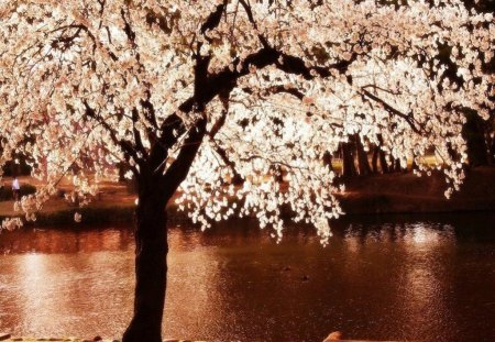 A Lovely White Night - blossom, spring, night, tree, glow, shimmer, white, bench, lake, park