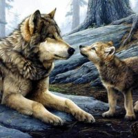 small wolf