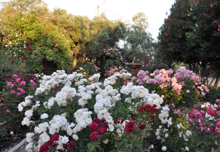 beautiful rose garden - flowers, rose, beautiful, garden