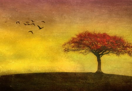 Tree - tree, sunset, lonely, birds