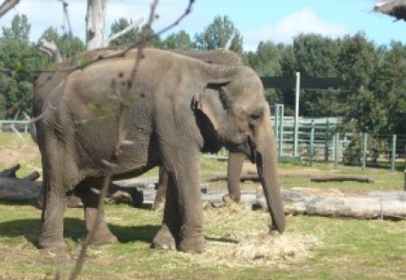 Majestic Elephant - size, trees, animals, elephants