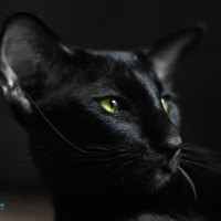 Black Cat