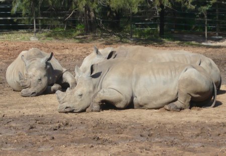 Sleeping Rhino - zoo, rhino, nature, animals