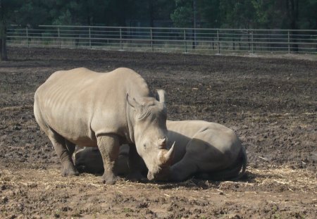 Mighty Rhino - rhino, wild, animal, zoo