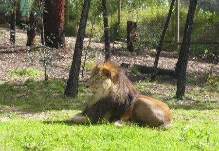 Queen of the Jungle - lioness, animals, zoo, jungle