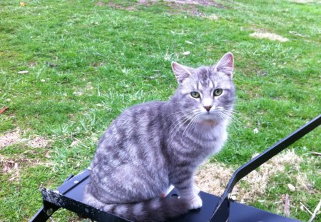 Cute Country Cat - fuzzy, cute, cat, country