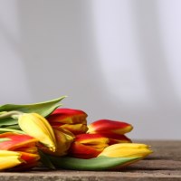 Tulips