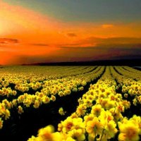 Yellow Flower Garden