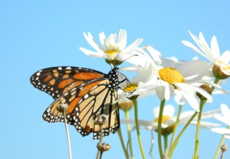 At Home - monarch, beautiful, daisy, butterfly, flower