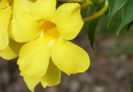 Flor - yellow flower, flower, nature, flor