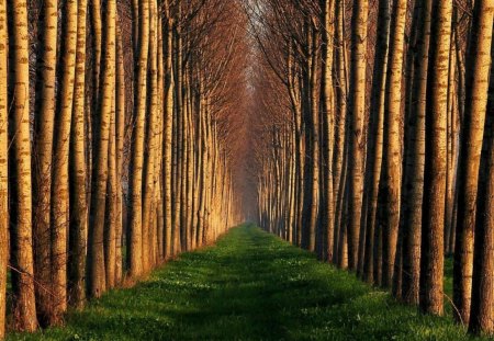 Grass Path - trees, smooth, grass, forest, daylight, nature, trunks, green, day, sky, limbs