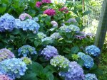 lovey hues of hydrangeas