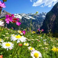 Mountain flowers