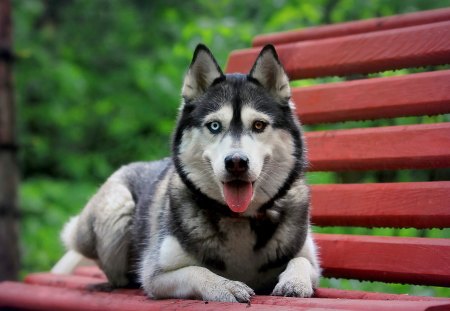 Husky - pretty, husky, fantastic, amazing, great, dog, forest, stunning, animal, dogs, bench, nice, outstanding, super, woods, beautiful, wonderful, nature, marvellous, picture, awesome, skyphoenixx1, adorable, park, animals, wallpaper