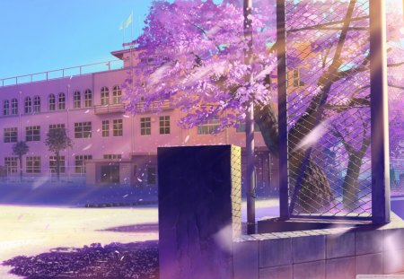 Schoolyard - cherry blossom, schoolyard, 5 centimeters, anime, school