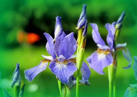 Blue flower - green, nice, summer, beautiful