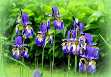 My garden - summer, blue, green, garden