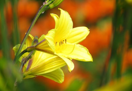 Yellow flower - yellow, orange, summer, garden