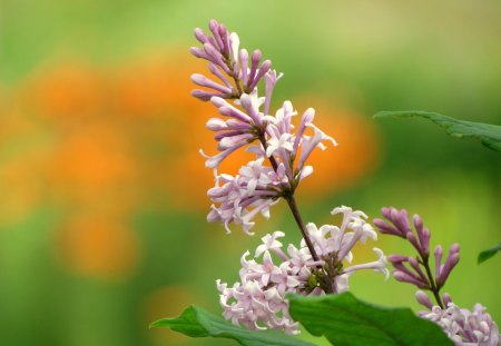 Lilac - pink, summer, green, garden