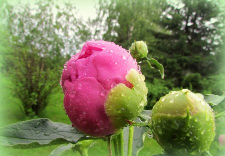 My garden - green, nice, garden, pink