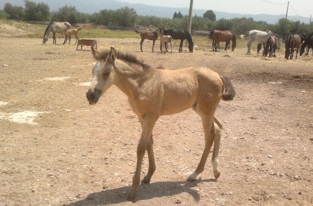 cute horse - nice, cute, horse, animals