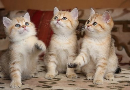 The three musketeers - misketeers, fluffy, adorable, kittens, room, three, kitties, cats, animal, friends, sweet, cute