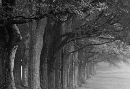 B/W forest - white, tree, forest, black