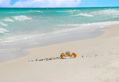 Crab in the seashore