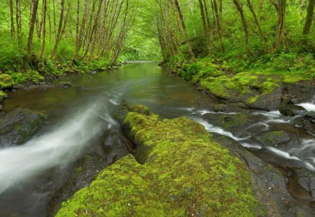 Forest River - trees, water, rock, grass, forest, leaves, river, nature, day