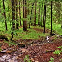 Bavarian Forest