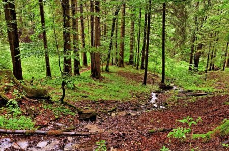 Bavarian Forest - sky, trees, day, water, path, rocks, creek, nature, quiet, forest, leaves, brush