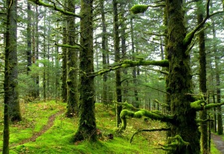 Mossy Forest - trees, moss, forest, light, leaves, path, nature, trunks, green, dirt, day