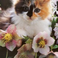 cute kitty