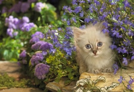 blueyes under blue flowers - blueyes, blue flowers, animals, cats