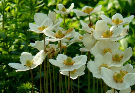 white flowers - nature, white flowers, green, summer, garden