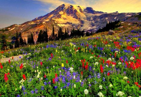 Mountain Flowering Field - trees, yellow, blue, stem, forest, mountain, flowers, sunset, nature, purple, red, field, sky