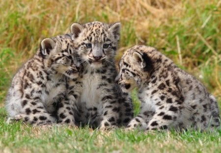 Sweet Cubs - predator, cubs, leopard, cat