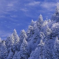 snow covered trees