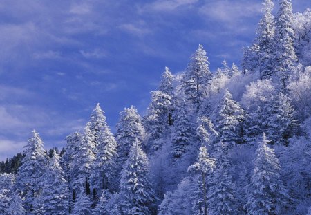 snow covered trees - mountain, trees, blue, snow