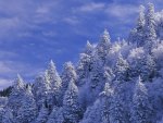 snow covered trees