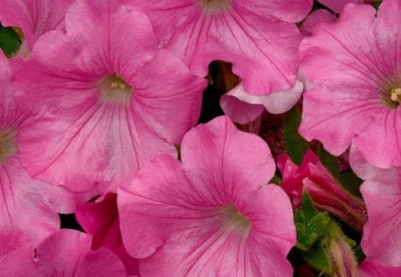 pink - garden, pretty, pink, pansies