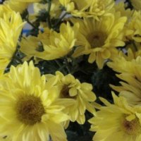 Bouquet of yellow daisies 