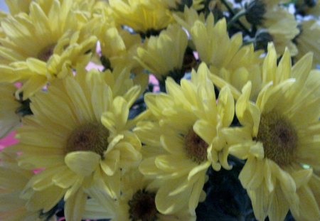 Bouquet of flowers 64 - flowers, yellow, green, photography, daisy