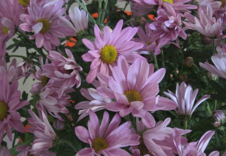 Pink daisy - yellow, pink, photography, daisy, flowers