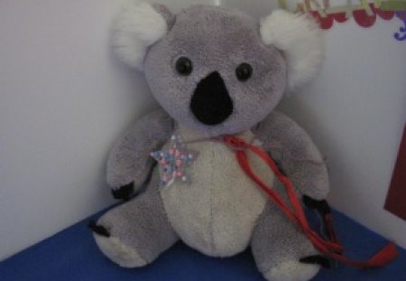 Koala The Star - black, star, grey, koala, white, blue, red