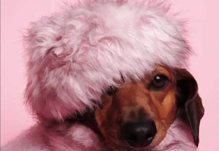 Dachshund diva - cute, diva, dog, dachshund